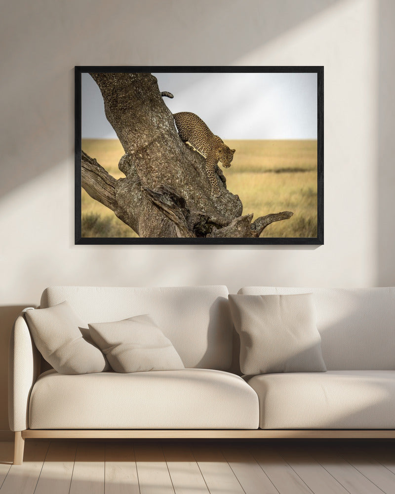 Wall art Leopard - Serengheti, Tanzania