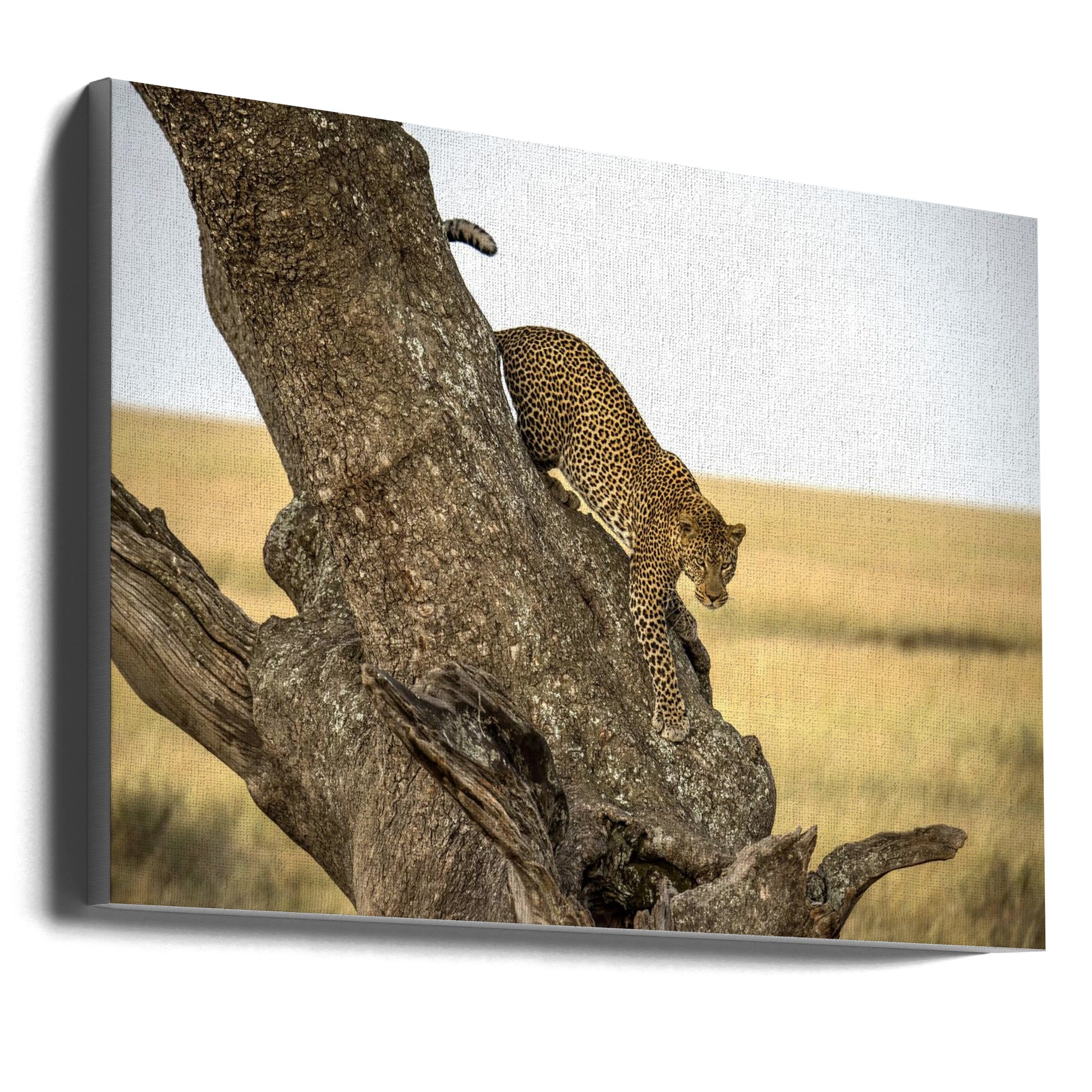 Wall art Leopard - Serengheti, Tanzania