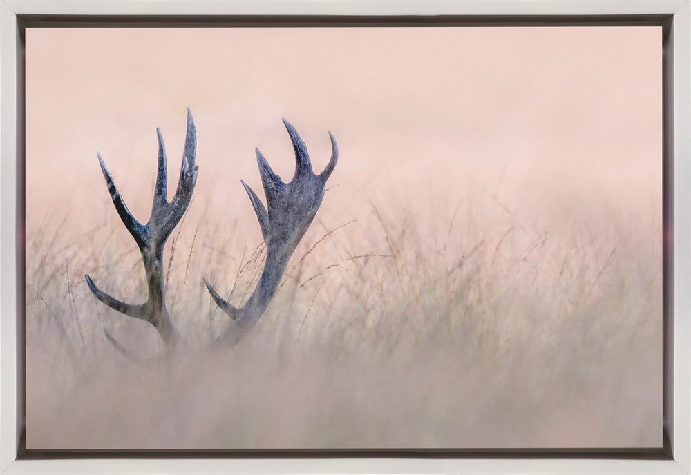 Wall art   Hide & Seek ( Horn of Stag)